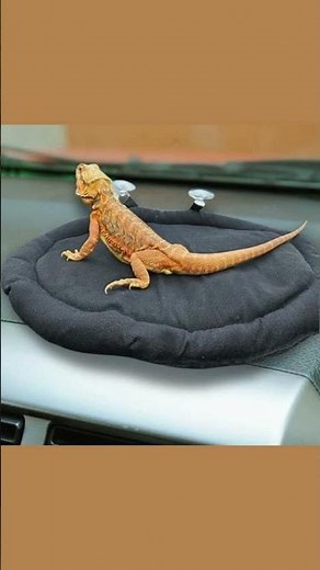 The Best Bed for Your Bearded Dragon!