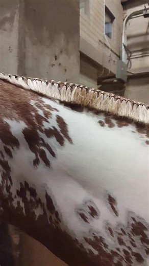 124K views · 2.8K reactions | Perfection #HalterMillion #MarkedForGreatness #painthorse | Official American Paint Horse Association | Facebook