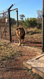 310K views · 9.9K reactions | Moving 'Old Man' LION past the Hyenas #cat #wildlife #animals | Kevin Richardson | Facebook