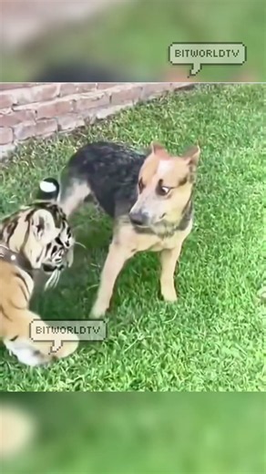 hey is this really is a cat??