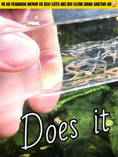 [This Is The Planaria Worm's ] !😨 #facts #science #shorts