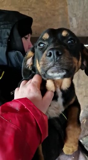 Während die meisten Welpen um uns herum rannten, hat sich MITZI in ihre kleine Hütte verzogen, als ihr der Trubel zuviel wurde... Sie ist ein ganz liebes Mädchen, man merkt ihr allerdings bereits an, dass sich lange kein Mensch für sie interessiert hat. MITZI ist etwas schüchtern und sollte daher dringend da raus kommen, um weiter gute Erfahrungen sammeln zu können. 📍 MITZI wartet im Tierheim Bucov 🖋️ ihre Beschreibung: https://prodogromania.de/alle-hunde/mitzi/ 📝 Ablauf bei Interesse: http:/