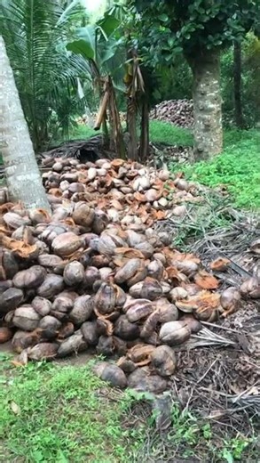 coconut husk transport