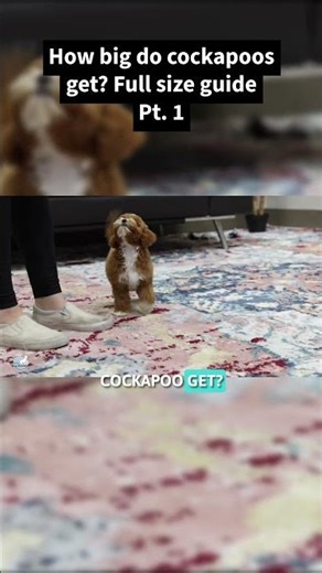 How big do cockapoos get? Full size guide Pt. 1
