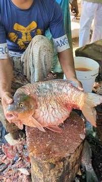 OMG!! Giant 15Kg Crap Fish Cutting Technique 😯😱 || #shorts #fishcutting_skills