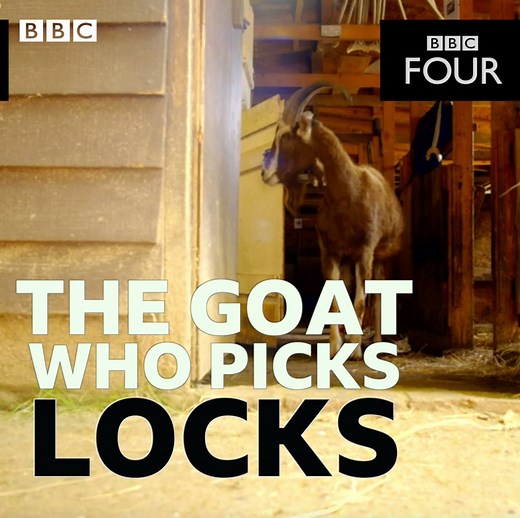 Rupert is a seven year old goat who could break into your house 🐐🔐 | BBC iPlayer