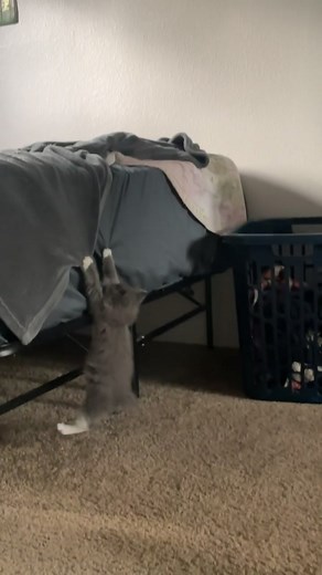 Baby Berlioz the Kitten: playful moments with a tiny cat