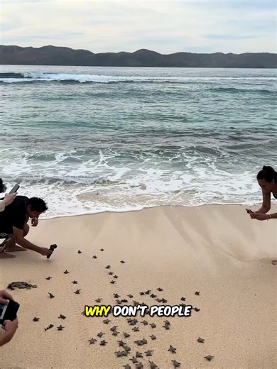 The Incredible Survival Journey of a Baby Turtle