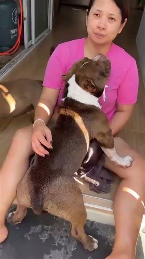 Khao Suay, go somewhere else first. #pets #dog #americanbully #bullylover #dog #puppy #funny