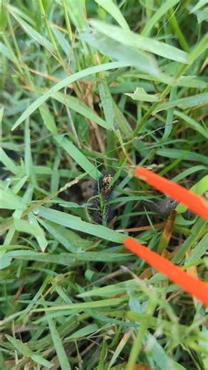 🌱 The Art of Climbing Slowly 🐛