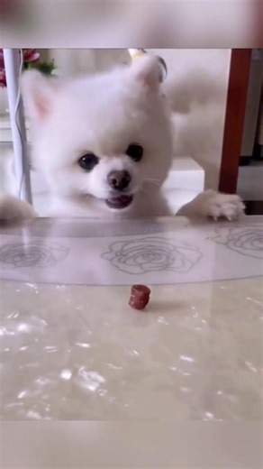 🐶Cute Dogs Funny Videos Compilation😅 | Dogs Funny Moments Shorts