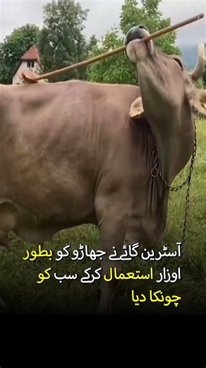 Cow Uses Tools Like Humans | Austrian Farm’s Clever Cow #CleverCow #VeronicaTheCow #AnimalIntelligence #FarmAnimals #AustrianCow #AnimalBehavior #SmartAnimals #ToolUsingAnimals #AnimalVideo #ViralAnimals #CuteCow #FarmLife #AnimalLovers #AnimalFacts #AnimalGrooming #IncredibleAnimals #AnimalsUsingTools #FunnyAnimals #AnimalNews #WildlifeIntelligence | Express News