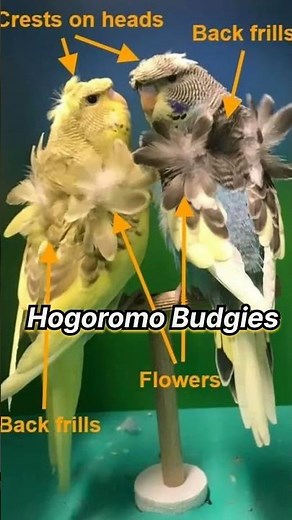 Top 10 Rare Budgies Mutations #budgiesmutation Top 10 Rare Budgies in the World & Its Price 2024
