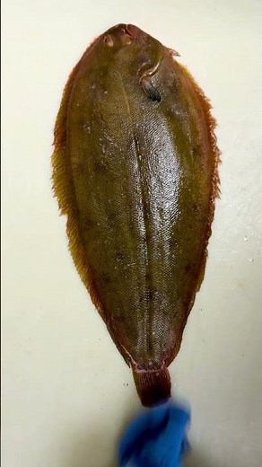 🔪 Skinning a Dover Sole by Hand: Effortless Technique