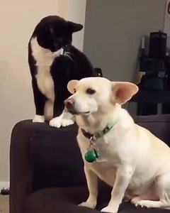 576K views · 15K reactions | The dog had no idea.  [via RhysLion/TW] | Complex | Facebook