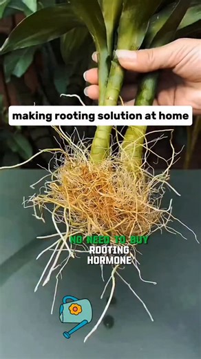 Crop and Craft on Instagram: "Make Your Own Rooting Solution at Home — 100% Natural & Effective! 🌱 Stop wasting money on store-bought rooting hormones! 💧 Learn how to make an easy, natural rooting solution using sugar, baking soda, and vinegar. This DIY mix helps your plants grow stronger roots, improves soil health, and boosts overall growth — all at home and for free! 🌿 Perfect for plant lovers and gardeners of all levels. #reels #gardening #agriculture #viral #usa #tiktok #farming #Rooting
