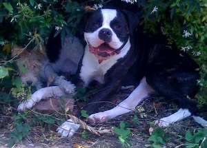 Rescue Dog of the Week: Wesley the American Bulldog/Boxer Mix