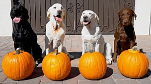 19K views · 2K reactions | My Dogs Carve PUMPKINS!!  | Life With Labradors | Facebook