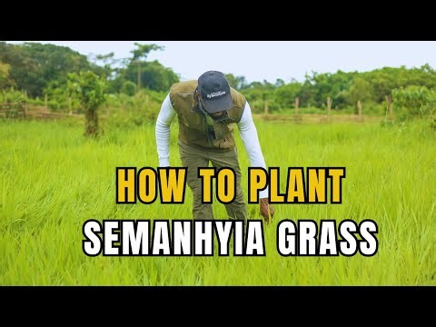 CHEAP AND EASY STEPS TO PLAN YOUR LIVESTOCK FEED AS A BEGINNER