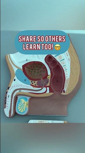 How prostate exam is done? #prostate #drbenaduceexplains #wittyanatomy #anatomy