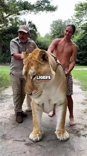 Joe Rogan Speaks About Ligers