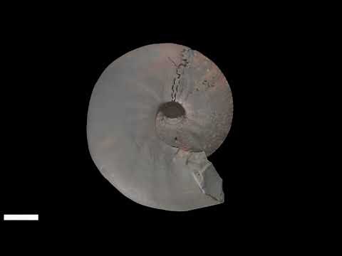 Never-before-seen ammonite muscles revealed in 3D from Jurassic fossil