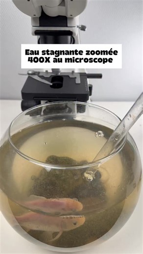 MonsieurMicroscope | De l’eau stagnante au microscope ! Mon matériel en bio! #microscope #science #eau | Instagram