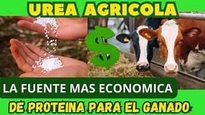 Como utilizar la UREA en la alimentacion de vacas de leche y ganado de engorda (La fuente mas economica de proteina para el ganado) | Los que Sembramos.