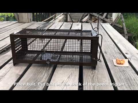 How to use the RatsFatz Humane Live Rat Trap Cage to catch mouse