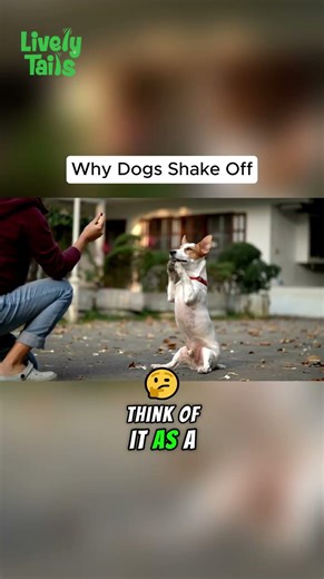 Why Dogs Shake Off ? What That Full-Body Shake Means