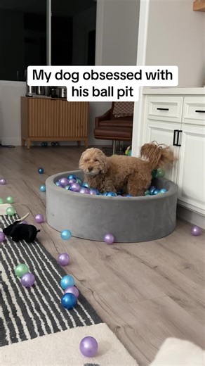 Dog's Hilarious Ball Pit Adventure