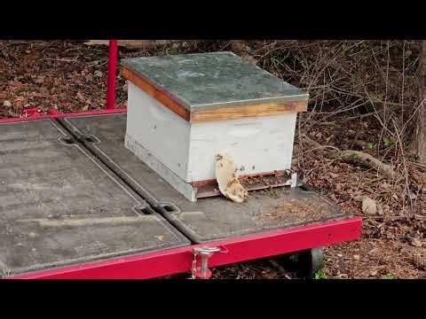 Transferring a Bee Swarm from Trap to 10-Frame Langstroth Hive 🐝