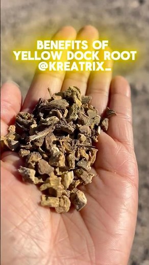 Benefits of Yellow Dock Root 🪵✨