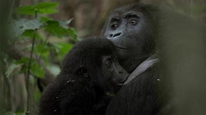 Nature - Rare Gorilla Family Moment Caught on Camera - Twin Cities PBS