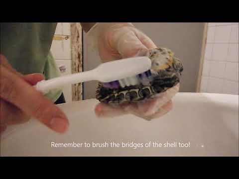 #Singapore red-eared slider has shell rot - treatment