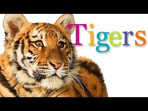 TIGERS | Animal Book for Kids Read Aloud