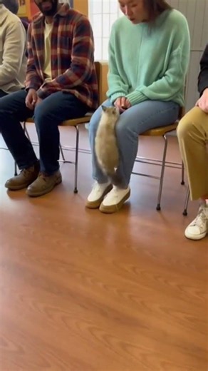 When Cats Choose Their Humans- Adoption Moments
