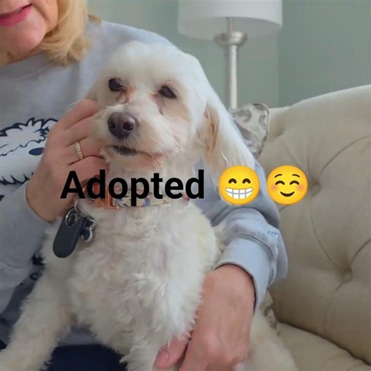 Foster Maltipoo Bella has been adopted. Found her forever home. #maltipoo #puppy #dogrescue