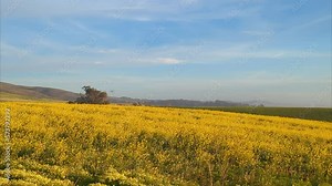 Half Moon Bay farmland, farm field landscape, wildflower farm field, Half Moon Bay coastal farm field