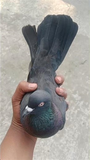 🖤Black colour giribaz kabootar 🖤 pijon bade🦄 Giriraj pyra 💐#pigeon