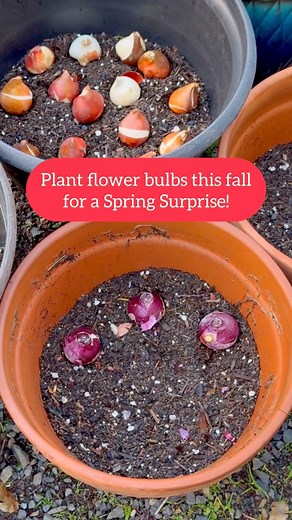 Plant some flower bulbs this fall for a Spring Surprise! Growing in containers is great for both small and big spaces! The container sizes I used ranged from 12 to 16” in diameter, with a depth of 12 to 18”. Make sure to use a well-draining potting mix. Bulbs will rot if they sit in excess moisture. You can add a handful or two of perlite to your potting soil to improve drainage and aeration. To keep animals from reaching the bulbs, I placed chicken wire on top of the pots and removed it when th