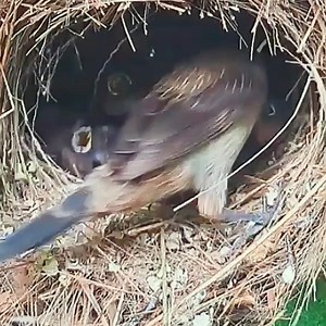 17K views · 1.1K reactions | The mother bird feeds her young in large numbers in the nest. | Review All Birds | Facebook