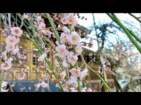 Tokyo’s Best Plum Blossom Spot | Yushima Tenjin