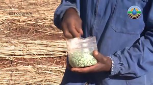 37 reactions · 3 comments | BEGINNING OF THE SEASON Conservation Farming methods are easy to follow and they have been work because they are evidence-based. This type of farming method helps to reduce costs, increase yields while minimising chances of crop failure when there is a drought. #FQMCares #FQMConservationfarming | FQM Zambia | Facebook