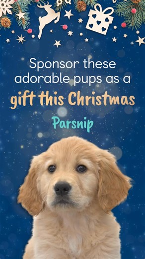 From only £1 a week, gift a puppy sponsorship to someone special this Christmas! Your loved one will receive regular Pupdates following their puppy’s journey over two years, plus exclusive access to their Facebook group, a cute puppy magnet, and much more! You can even download the certificate instantly for a last-minute surprise. Sponsor a puppy as a meaningful charity gift this Christmas 🐾 [Visual description: A promotional video featuring footage of three guide dog puppies looking to camera