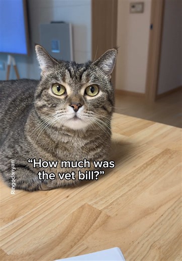 Understanding Cat Ownership Costs: A Simple Guide