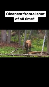 Hunting Adventures on Reels