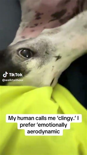 Clingy Greyhound