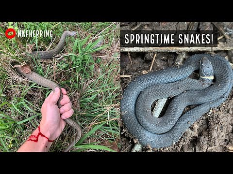 Georgia Snakes: Springtime Herping in Central Georgia and Metro Atlanta (Ringneck Infestation.....)