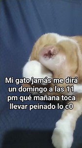 Como debe ser 🤩 #michis #gato | El Gato Nano